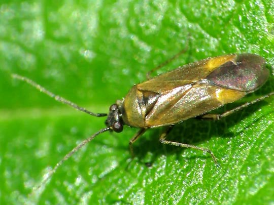 Plagiognathus arbustorum