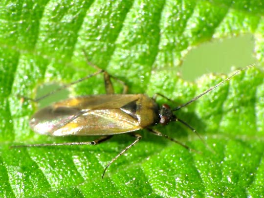 Plagiognathus arbustorum