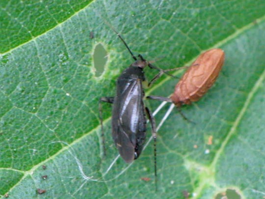 Plagiognathus arbustorum