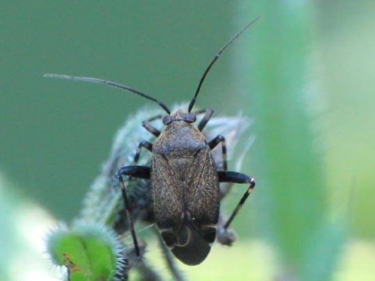 Polymerus nigrita