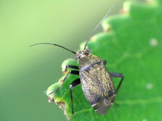 Polymerus nigrita