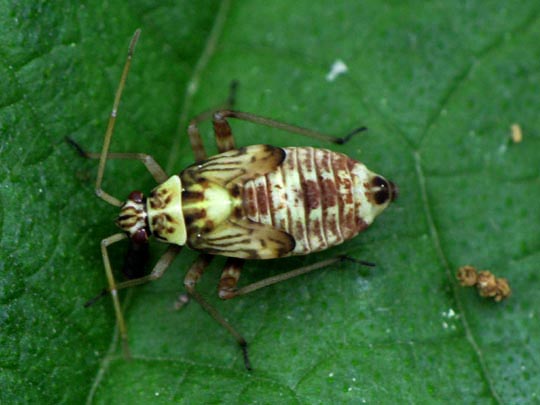 Rhabdomiris striatellus, Eichen-Schmuckwanze, Lareve