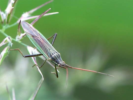 Stenodema calcarata, Rotbeinige Graswanze