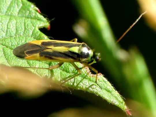 Stenotus binotatus