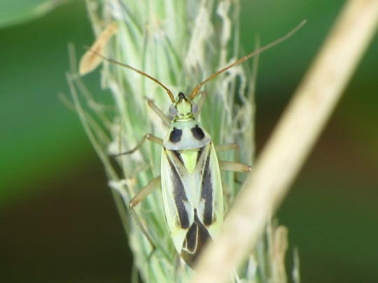 Stenotus binotatus