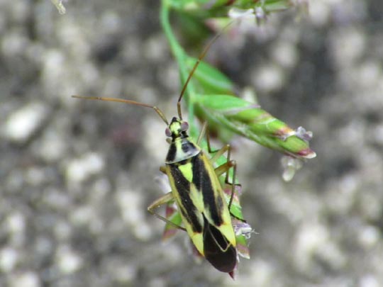 Stenotus binotatus