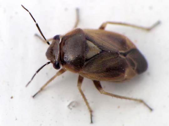 Strongylocoris luridus