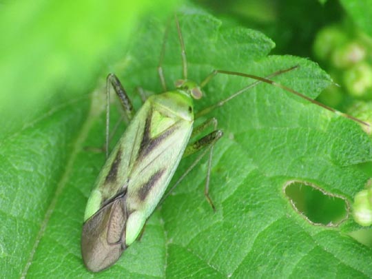 Weichwanzen, Miridae