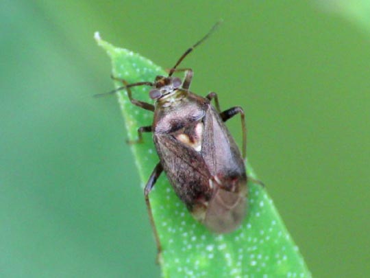 Weichwanzen, Miridae