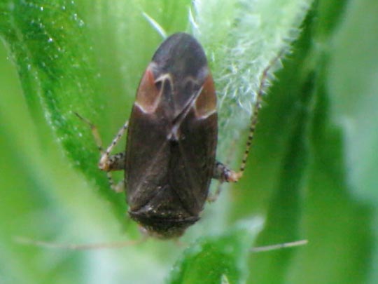 Weichwanzen, Miridae