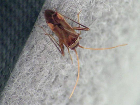 Weichwanzen, Miridae