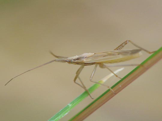 Weichwanzen, Miridae