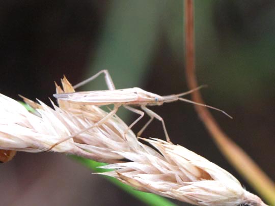 Weichwanzen, Miridae