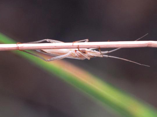 Weichwanzen, Miridae