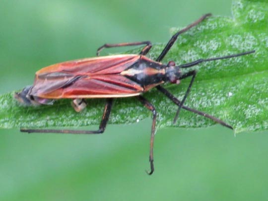 Weichwanzen, Miridae