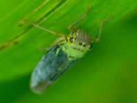 Binsenschmuckzikade, Grüne Zwergzikade, Cicadella viridis