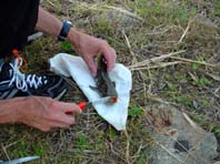 Der erste brauchbare Fisch